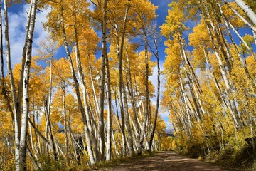 Aspen trees down country road