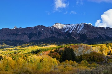 Aspen trees with snowy mountains 