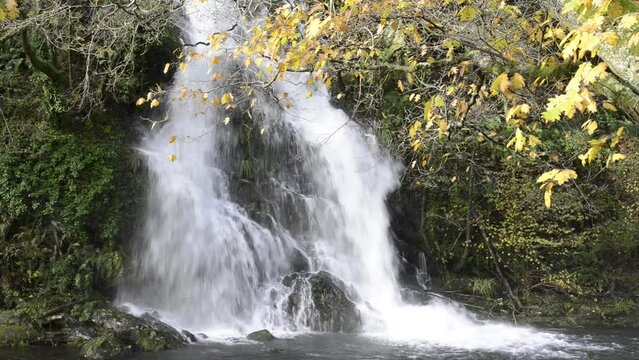close-up of a waterfall of white and agitated water that falls on a dark and deep river, cold gray water, among the weeds and green vegetation