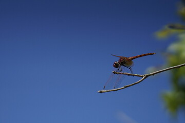 dragonfly on a blue sky
