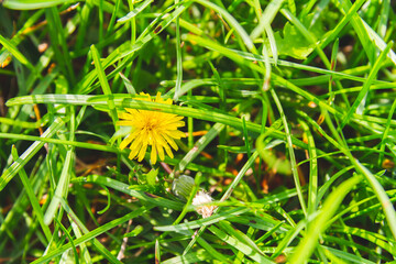 Lonely yellow flower in thick green grass in rays of bright sunshine.