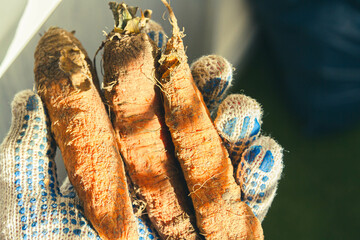 Carrots in farmer's hand . Gloved hand holding carrots .