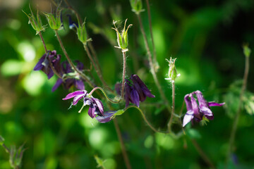 The common columbine (lat. Aquilegia vulgaris), of the family Ranunculaceae. Central Russia.