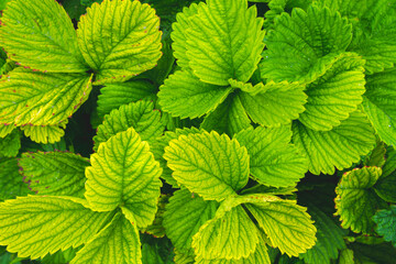 Background from green grass. Green leaves with water drops close up.