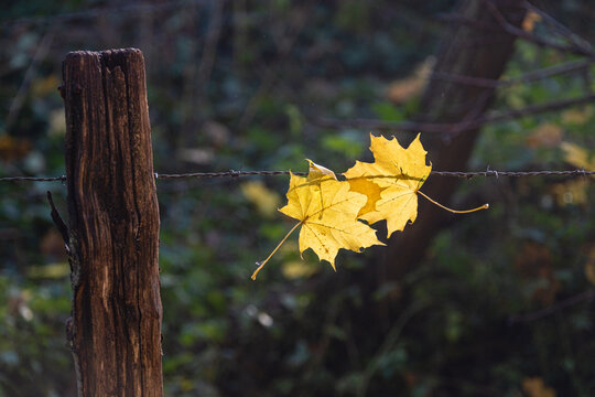 Feuilles jaunes