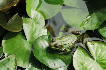 frog in the pond