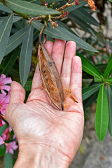 Pink oleander seeds (Nerium oleander) on hand