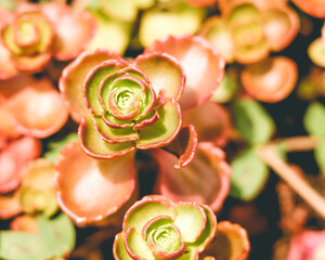 Green Roses