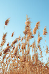 A tranquil winter sunset lake with reed flowers are in bloom.
