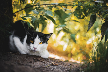 kot w roślinności