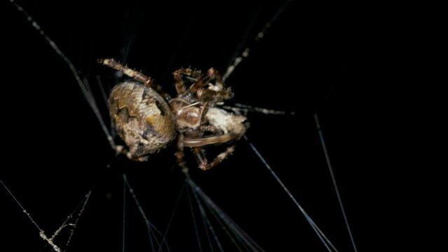 Spider catches and eat butterfly in spiderweb at night