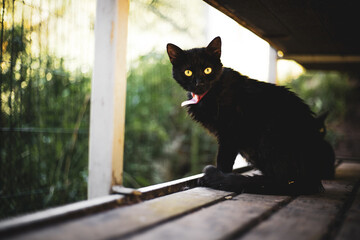 czarny kot 
