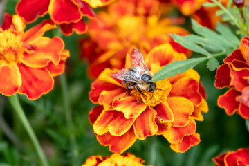 Honey bee pollinating Marigold, orange Tagetes flowers close-up with green leaves and background blur. Growing plants, bedding flowers botany
