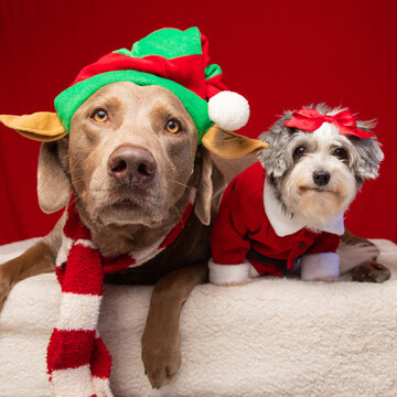 Silver labrador retriever and havapoo dressed as a Christmas elf and santa claus