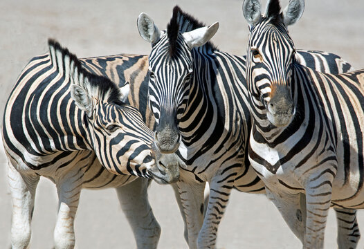 Close-up portrait of three zebras standing in a row, South Africa