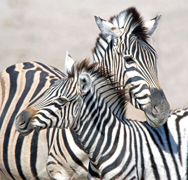 Close-up of a zebra mare with her foal, South Africa