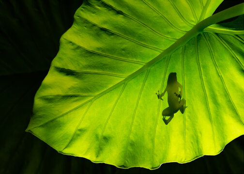 Low angle silhouette view of a Poison Dart Frog on an elephant ear (Taro) Leaf, Indonesia