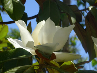 A huge white magnolia flower on a branch © Anastasiia
