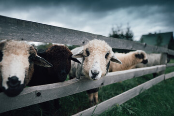 Portrait of a domestic sheep in the European mountains. Male goat with curved horns.