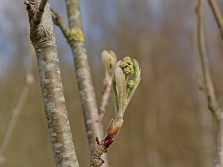 Branch with sprouting leaves of a speckled alder tree in spring, selective focus - Alnus incana