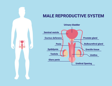 Male reproductive system. Male silhouette and organs with text description