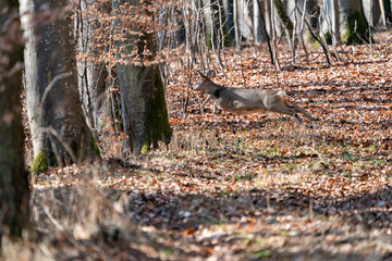Obraz premium Deer in the early spring forest