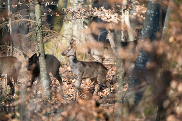Deer in the early spring forest