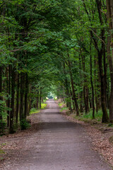 Fototapeta premium Walking path in forest. Forest road.