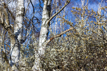 Obraz premium The birch trees, trees in front of spring sky and clouds.