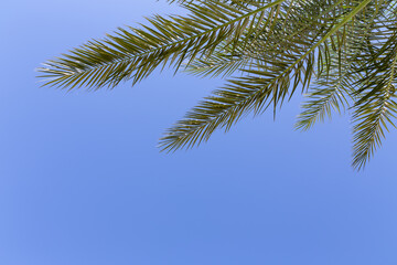 Vivid clear blue sky with palm tree branches in the corner of the picture