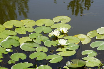 white water lily