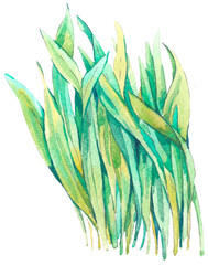Watercolor green grass transparent png - 551602618