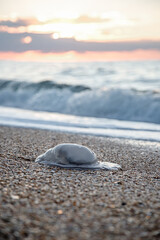 A jellyfish washed up on the shore. Sandy beach. © MadCat13Shoombrat