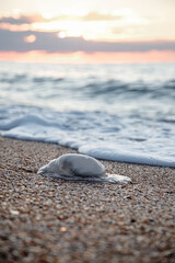 A jellyfish washed up on the shore. Sandy beach. © MadCat13Shoombrat