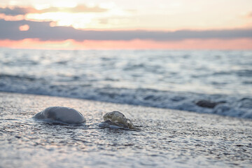 Fototapeta na wymiar A jellyfish washed up on the shore. Sandy beach.