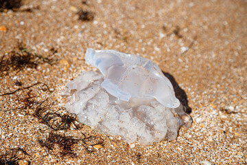 A jellyfish washed up on the shore. Sandy beach. © MadCat13Shoombrat