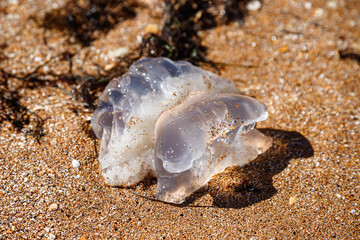 A jellyfish washed up on the shore. Sandy beach.