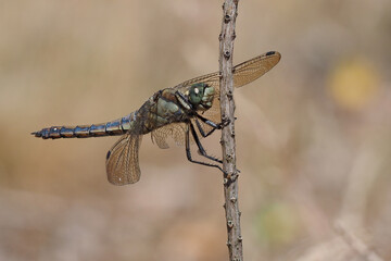 Die Libelle Großer Blaupfeil, Orthetrum cancellatum, vor hellbraunem Hintergrund