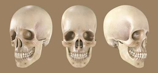Human skull in different angles, 3d render