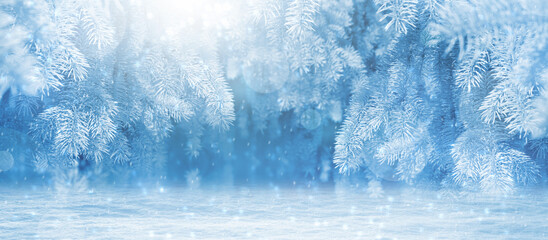 branch of a pine tree under the snow. winter background banner. Cold weather. Winter day and...