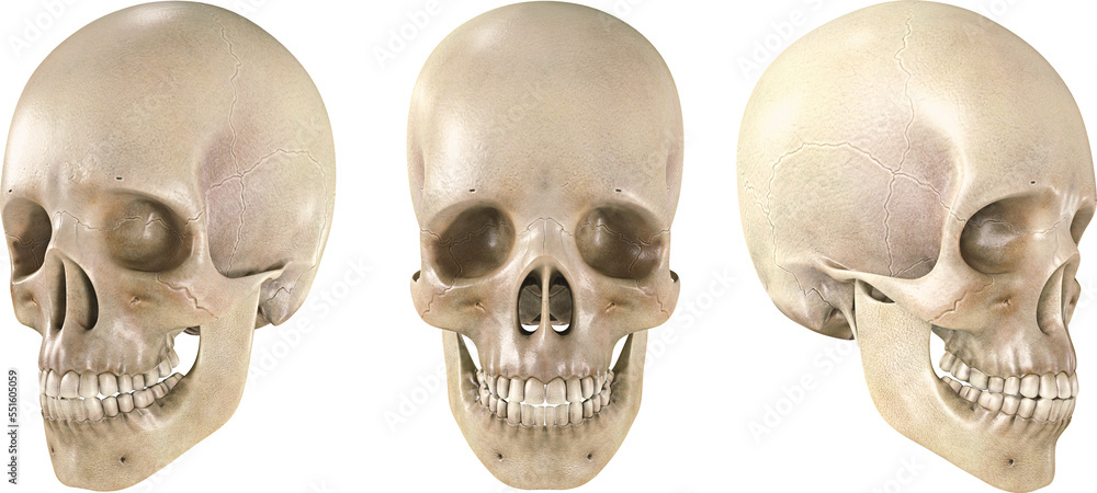Poster human skull in different angles isolated on a transparency background.