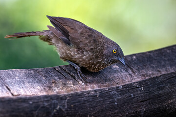 Brown Babbler (Turdoides Plebejus)