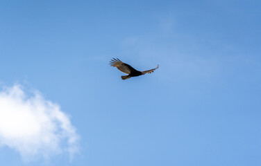 Fototapeta premium A Turkey vulture (Cathartes aura) flies over the Mayan ruin complex at Chichen Itza.