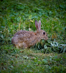 rabbit in the grass