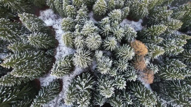 alberi bosco neve inverno autunno 