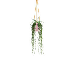 3d illustration of hanging ivy isolated on transparent background
