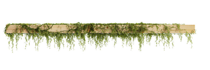 3d illustration of hanging ivy isolated on transparent background - obrazy, fototapety, plakaty