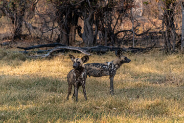 Two wild dogs looking for prey Moremi game reserve Botswana