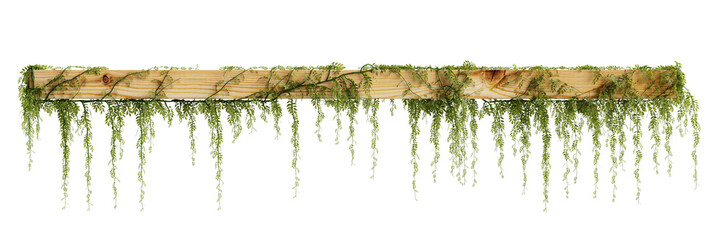 3d illustration of hanging ivy isolated on transparent background - obrazy, fototapety, plakaty