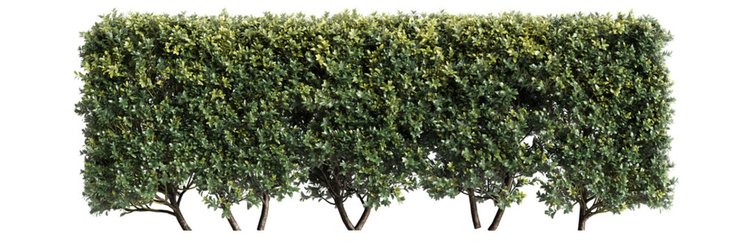 3d illustration of bush isolated on transparent background
